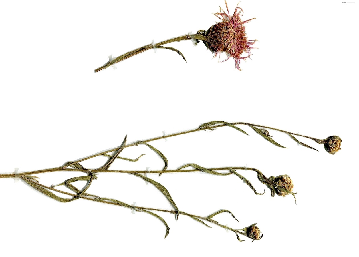 Centaurea decipiens (Asteraceae)
